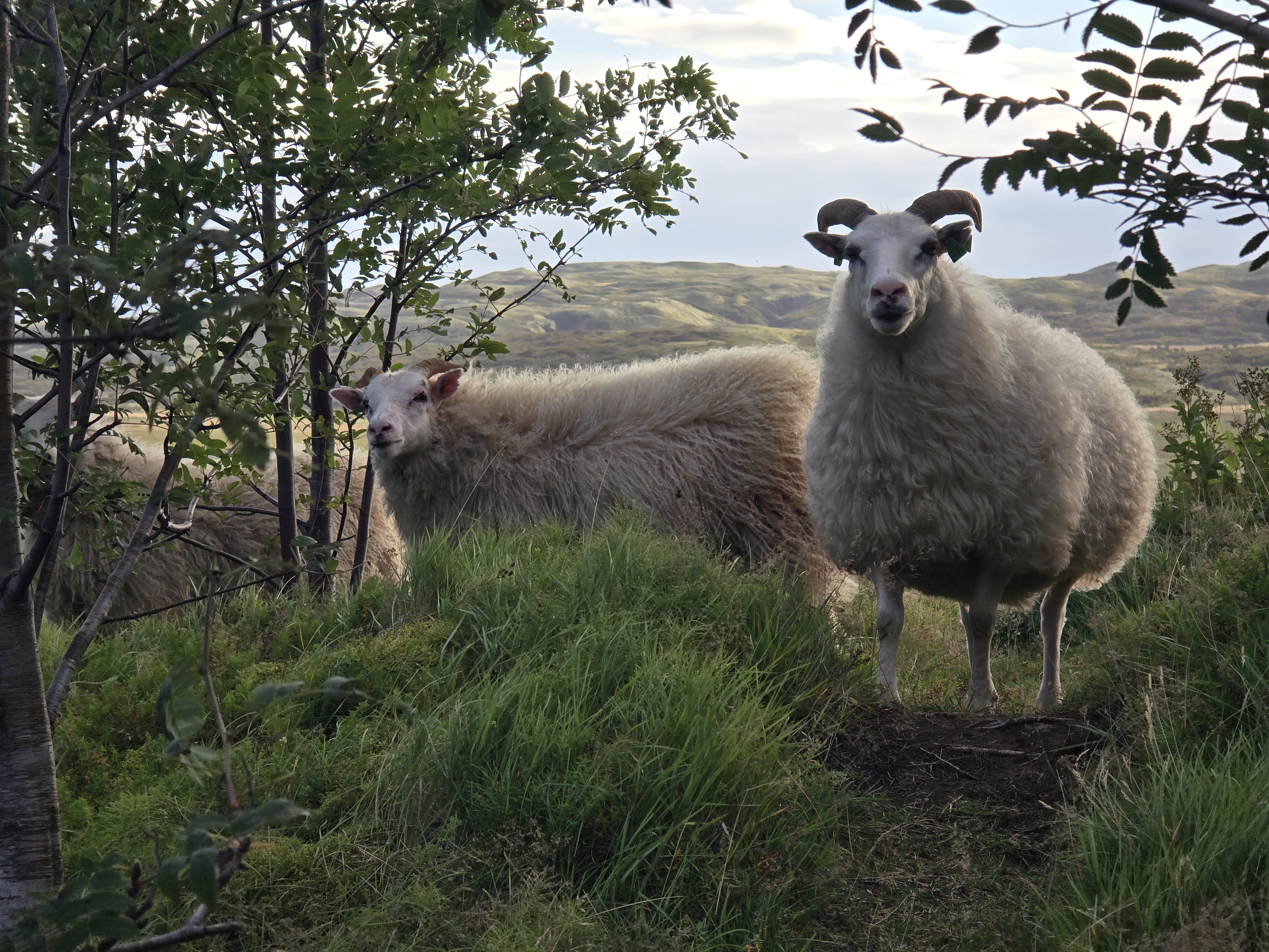 An Icelandic sheep on a hillside near Geysir