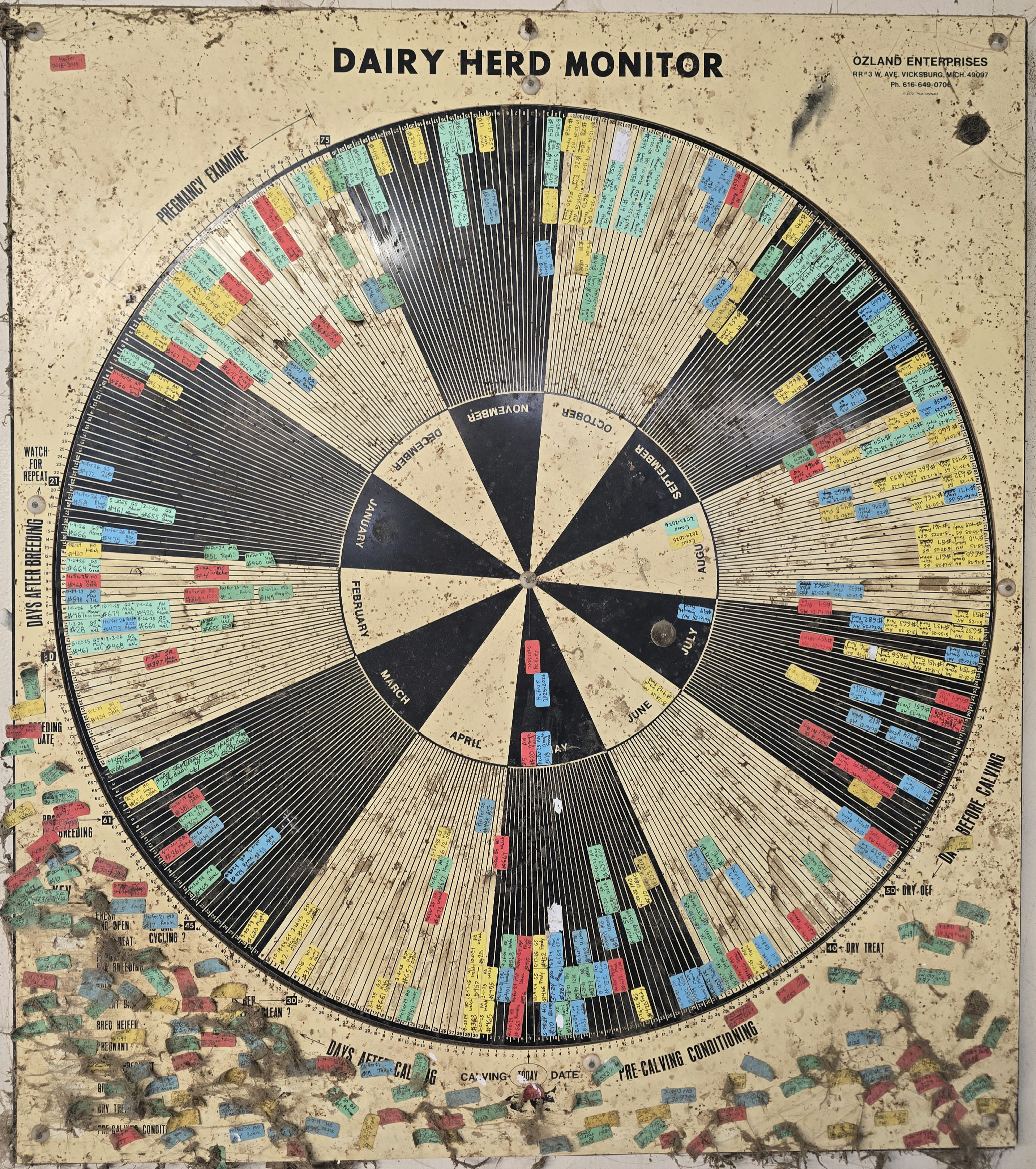 A wall-mounted Dairy Herd Monitor, a large circular chart divided into months and ringed with numbered scales, covered edge to edge with hundreds of small colored sticker tabs in red, yellow, blue and green, each hand-labeled with a cow number and a date. The board is stained and dusty, with spare stickers stuck around the outside.